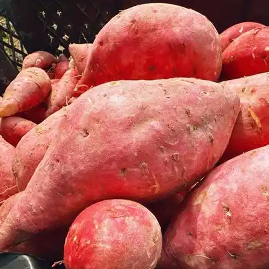 红薯